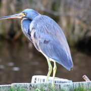 Tricolored Heron