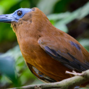 Tricolored Parrotfinch