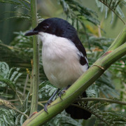 Tropical Boubou