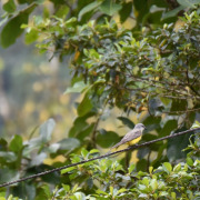 Tropical Kingbird