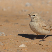 Trumpeter Finch