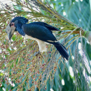 Trumpeter Hornbill