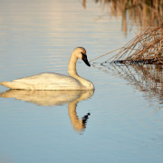 Trumpeter Swan