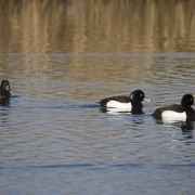 Tufted Duck