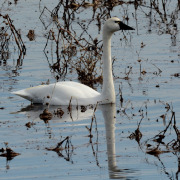 Tundra Swan