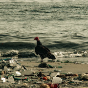 Turkey Vulture
