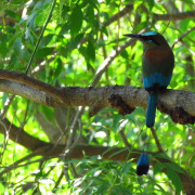 Turquoise-browed Motmot