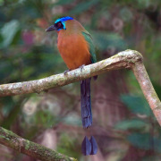 Turquoise-browed Motmot