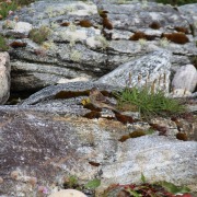 Twite