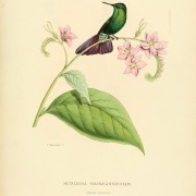 Tyrian Metaltail