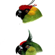 Uvea Parakeet
