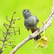 Variable Antshrike