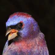 Varied Bunting