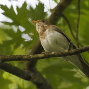 Veery