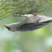 Velvet-fronted Nuthatch