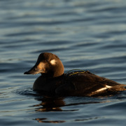 Velvet Scoter
