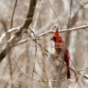 Vermilion Cardinal