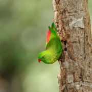 Vernal Hanging Parrot
