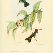 Vervain Hummingbird