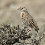 Vesper Sparrow