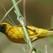 Village Weaver