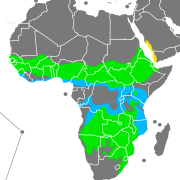 Violet-backed Starling