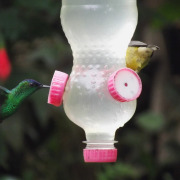 Violet-capped Woodnymph
