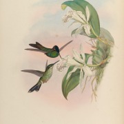 Violet-fronted Brilliant