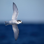 Violet-green Swallow