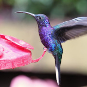 Violet Sabrewing