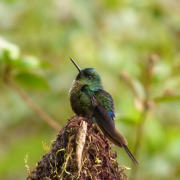 Violet-tailed Sylph