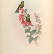 Viridian Metaltail