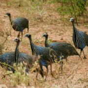 Vulturine Guineafowl