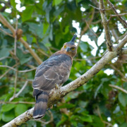 Wallace's hawk-eagle