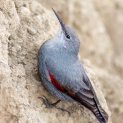 Wallcreeper