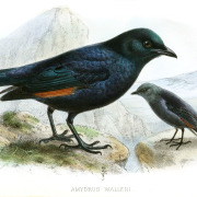 Waller's Starling
