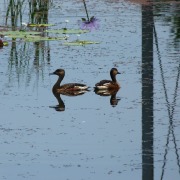 Wandering Whistling Duck