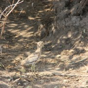 Water Thick-knee