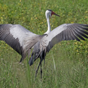 Wattled Crane