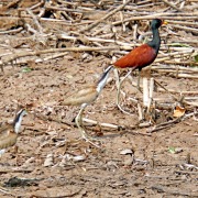 Wattled Jacana