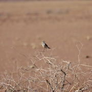 Karoo Chat