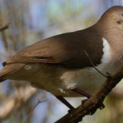 Wells's dove