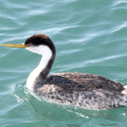 Western Grebe