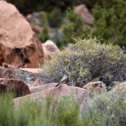 Western Kingbird