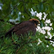 Western Marsh Harrier
