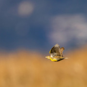Western Meadowlark