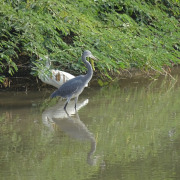 Western Reef Heron
