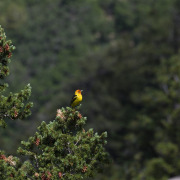 Western Tanager