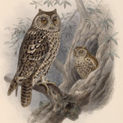 Whiskered Screech Owl