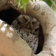 Whiskered Screech Owl